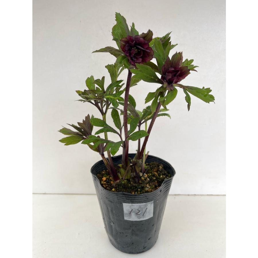 クリスマスローズ 開花苗 121 ペオニーレッド : 花郷園 KAGOEN NURSERY