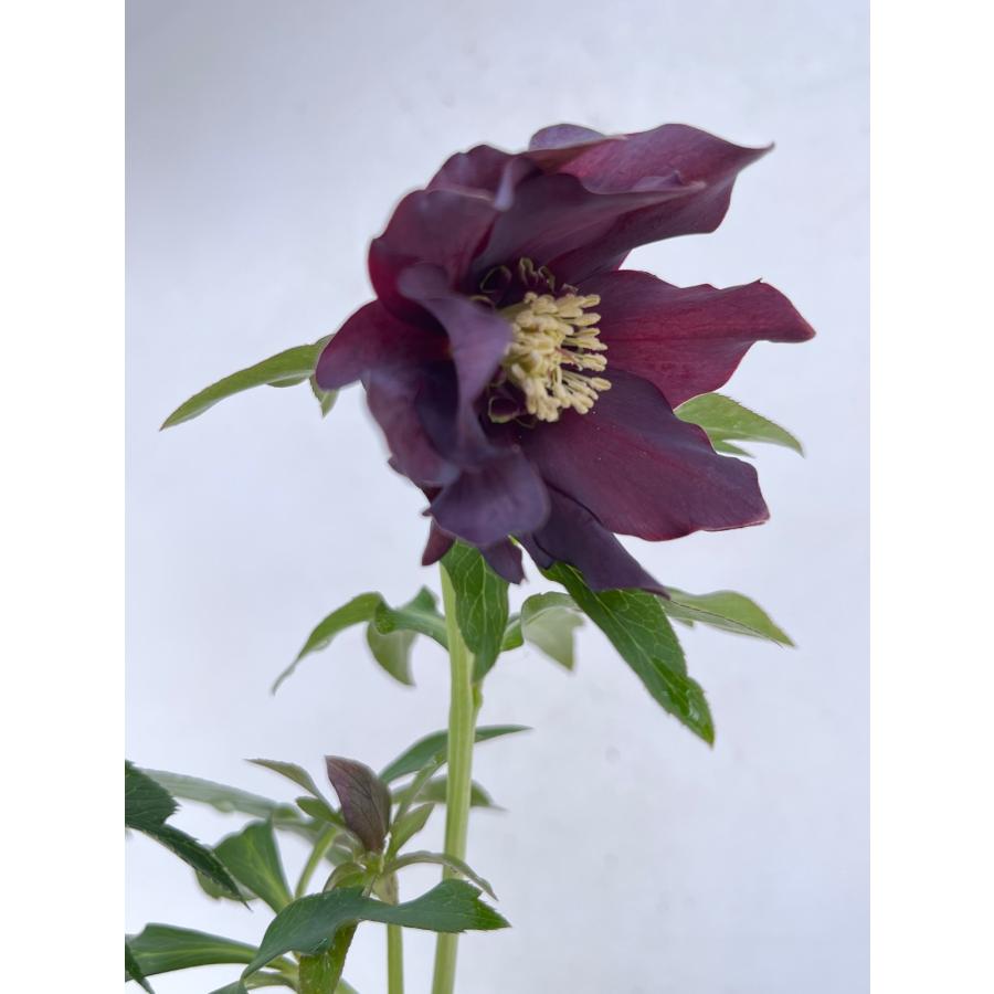 クリスマスローズ 開花苗 128 パピエノワール : 花郷園 KAGOEN NURSERY