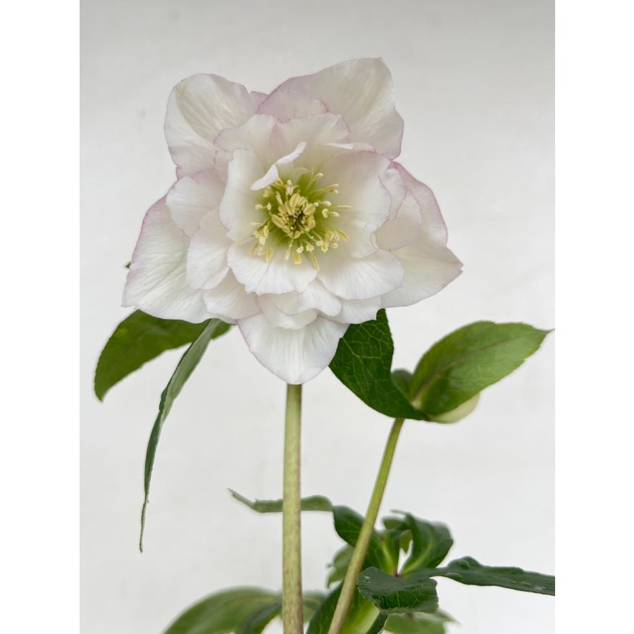 クリスマスローズ 開花苗 132 サクラホワイト : 花郷園 KAGOEN NURSERY