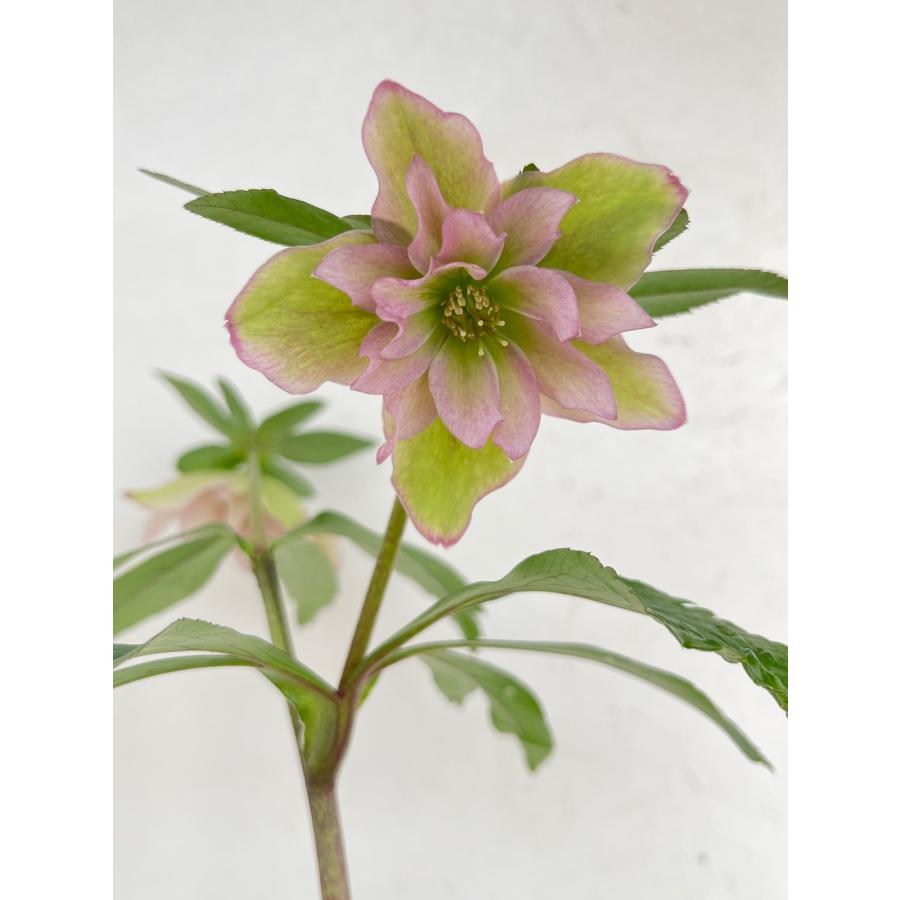 クリスマスローズ 開花苗 133 P&G : 花郷園 KAGOEN NURSERY - 通販