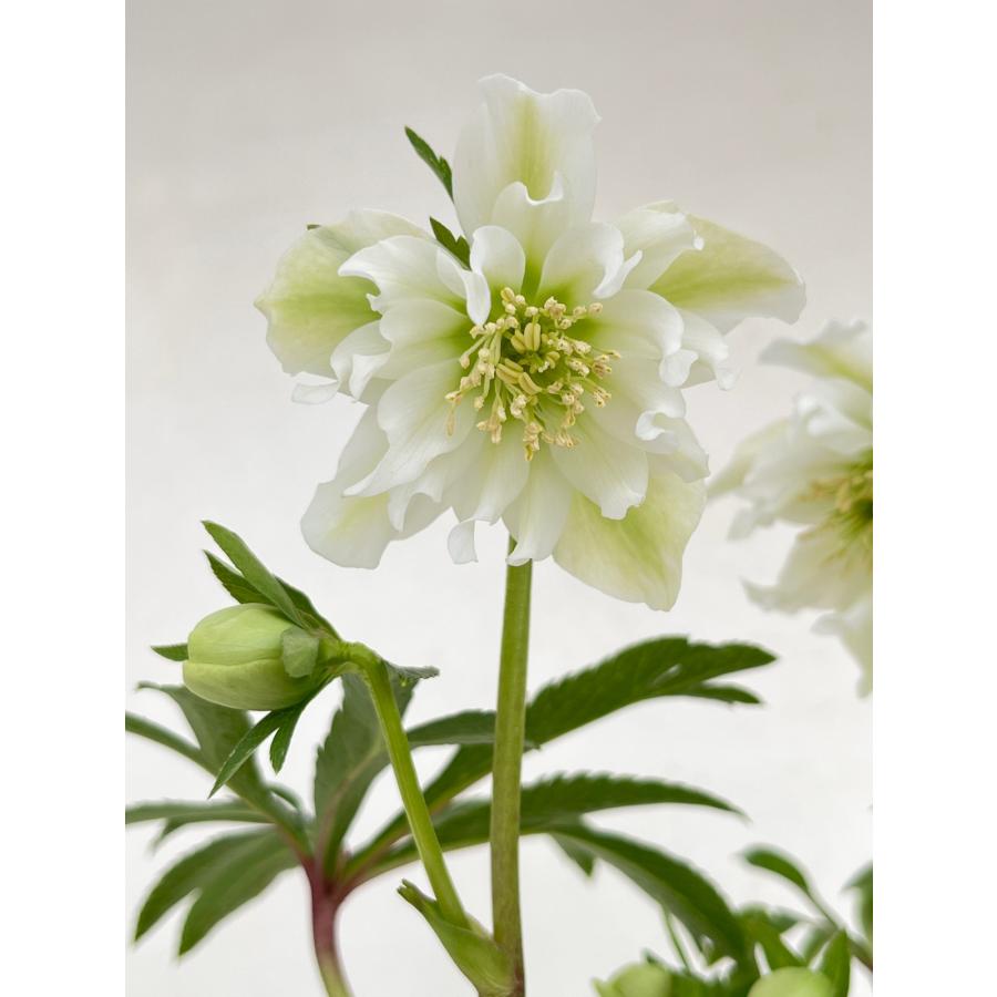 クリスマスローズ 開花苗 134 ホワイトチュチュ : 花郷園 KAGOEN