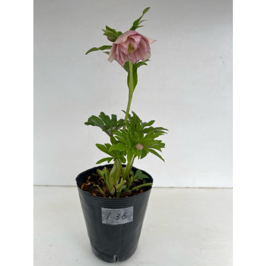 クリスマスローズ 開花苗 136 ピンクオーガンジー : 花郷園 KAGOEN