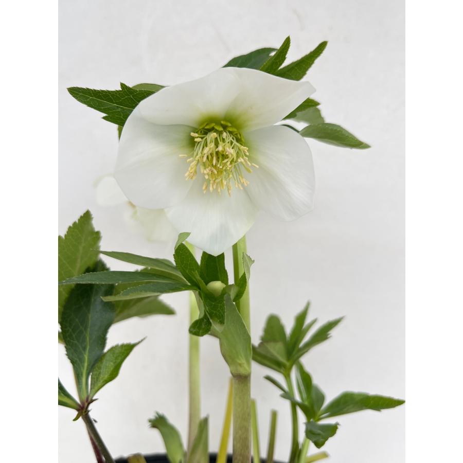 クリスマスローズ 開花苗 139 ホワイトシングル : 花郷園 KAGOEN
