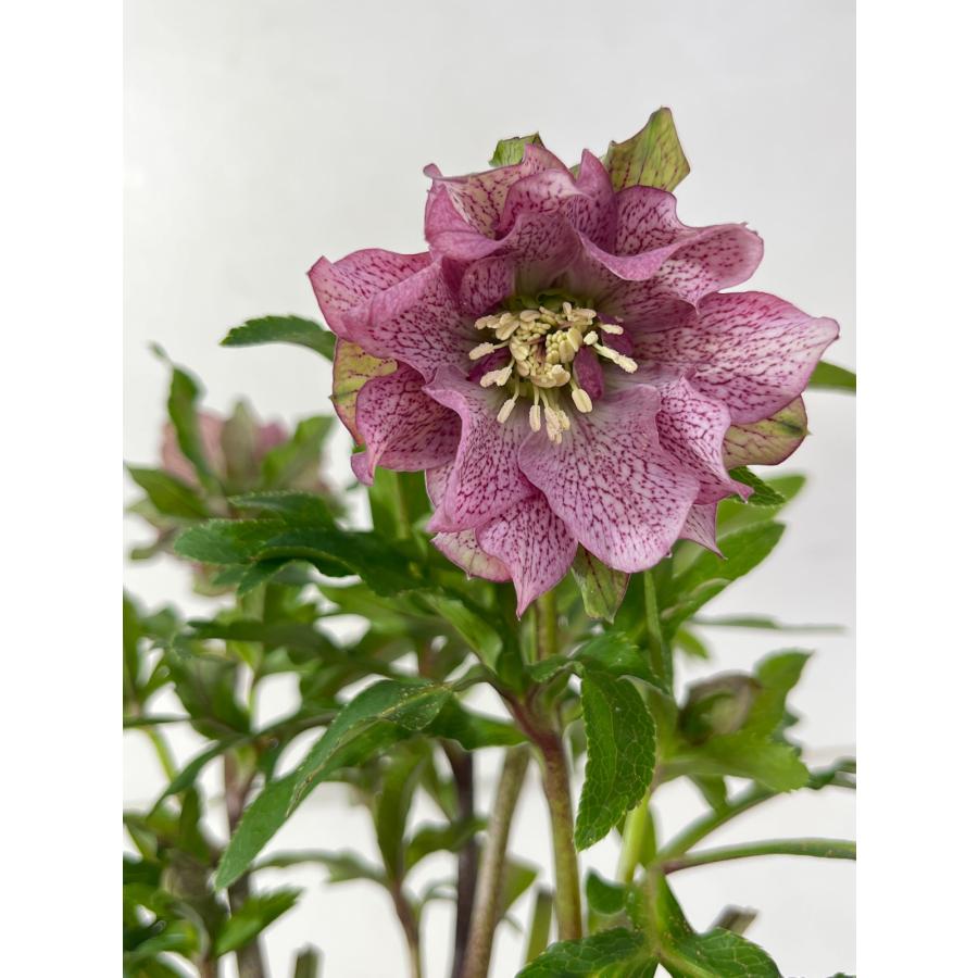 クリスマスローズ 開花苗 144 パピエ : 花郷園 KAGOEN NURSERY - 通販