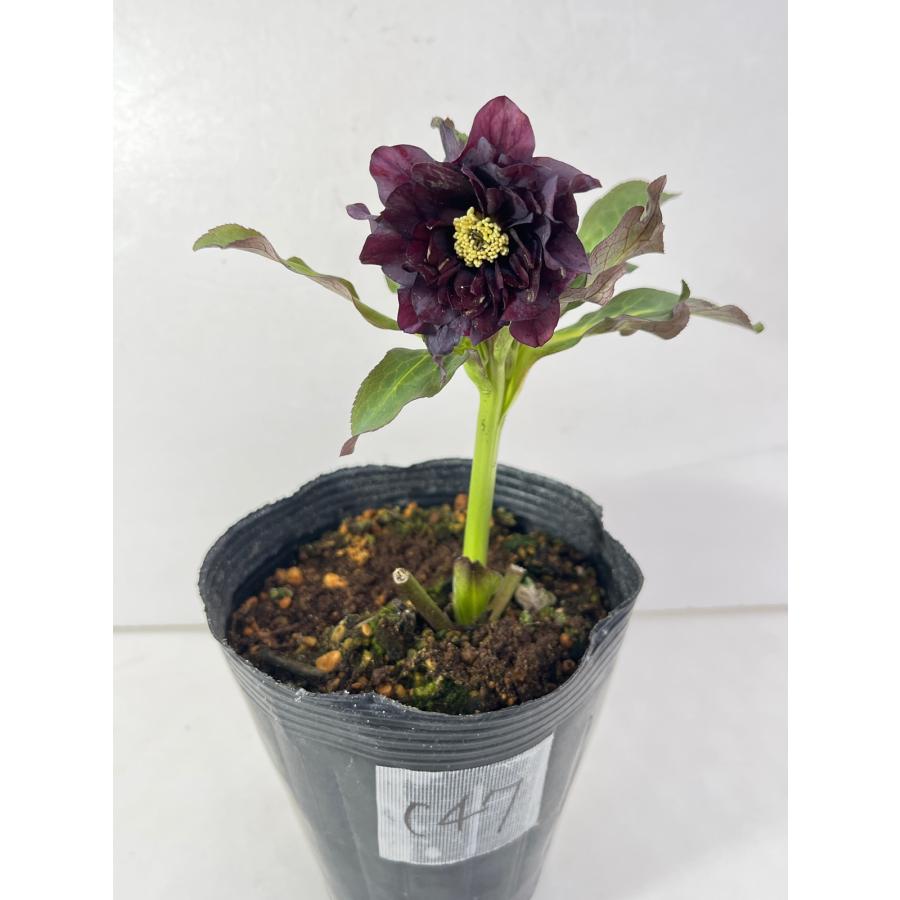 クリスマスローズ 開花苗 147 パリエッタ 25％オフ！ : 花郷園 KAGOEN