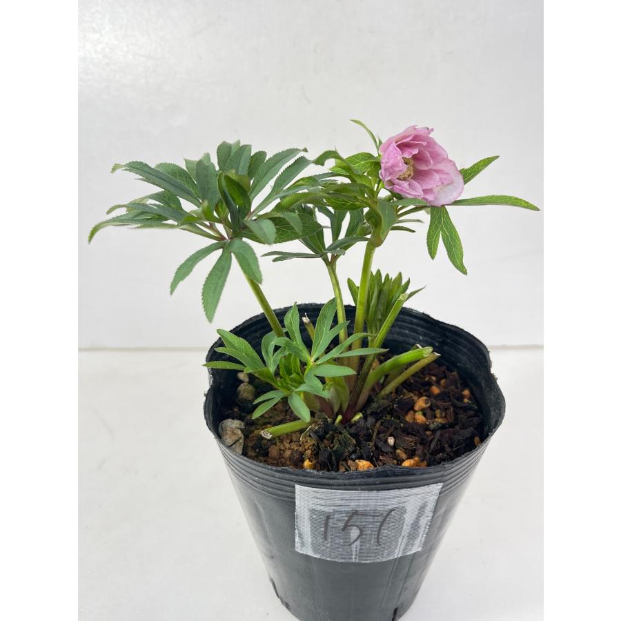 クリスマスローズ 開花苗 151アバニコ : 花郷園 KAGOEN NURSERY - 通販