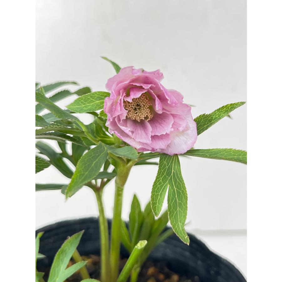 クリスマスローズ 開花苗 151アバニコ : 花郷園 KAGOEN NURSERY - 通販