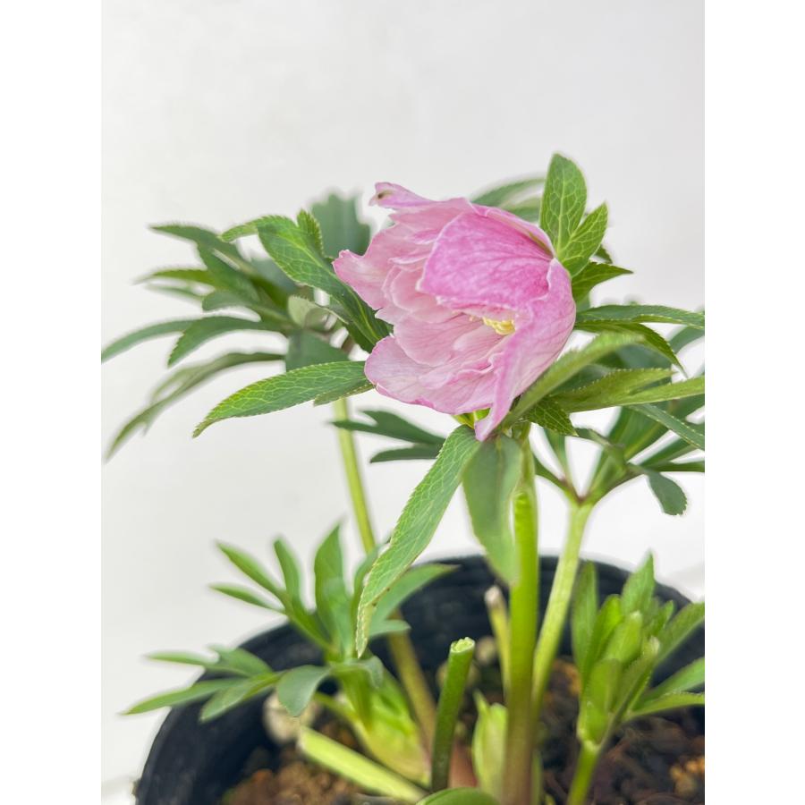 クリスマスローズ 開花苗 151アバニコ : 花郷園 KAGOEN NURSERY - 通販