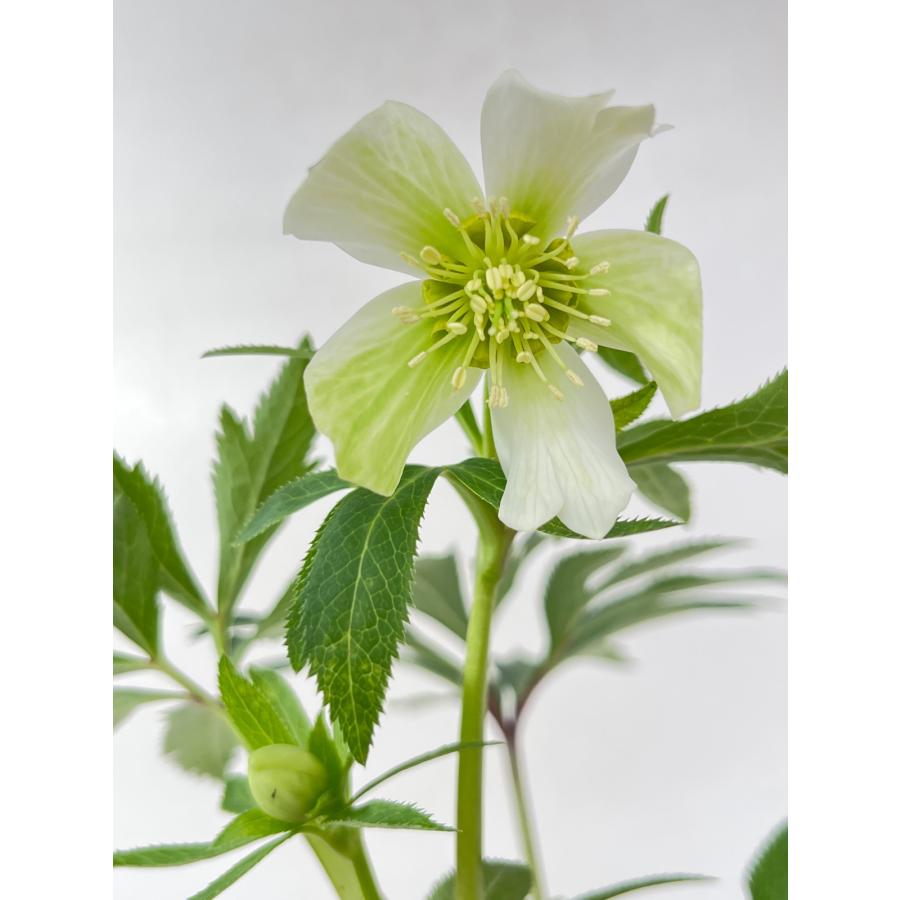 クリスマスローズ 開花苗 156 リグリクス交配 : 花郷園 KAGOEN NURSERY