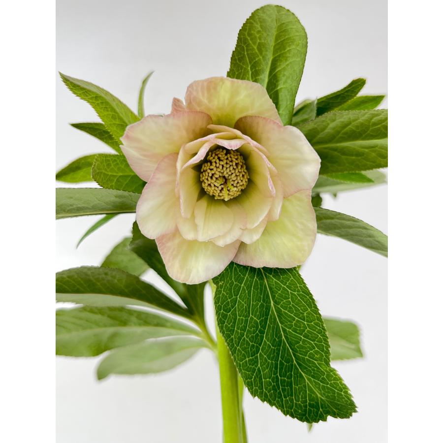 クリスマスローズ 開花苗 157 ライトピンクダブル : 花郷園 KAGOEN