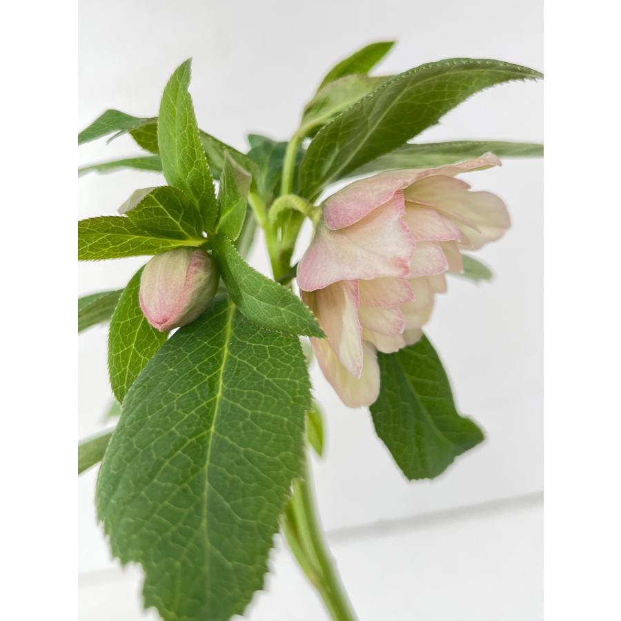 クリスマスローズ 開花苗 157 ライトピンクダブル : 花郷園 KAGOEN