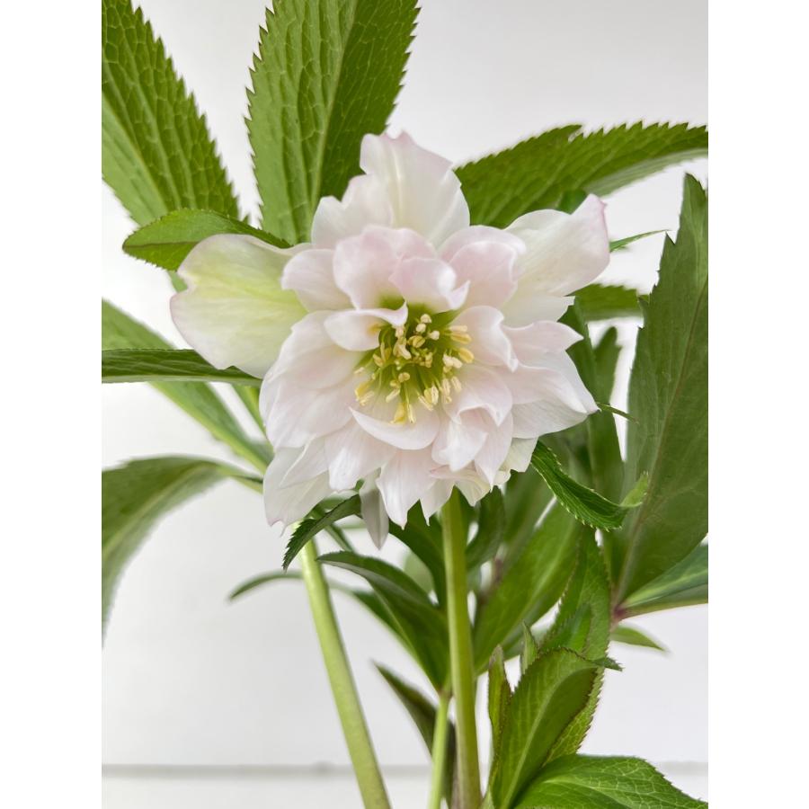 クリスマスローズ 開花苗 160 薄紅ダブル : 花郷園 KAGOEN NURSERY