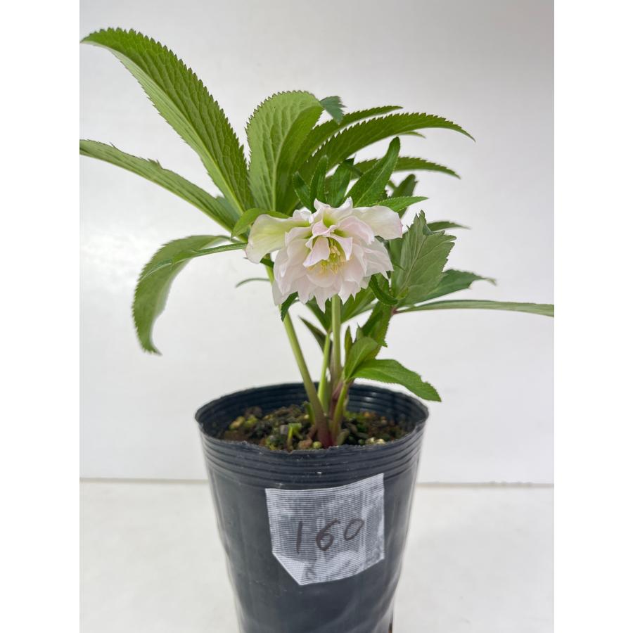 クリスマスローズ 開花苗 160 薄紅ダブル : 花郷園 KAGOEN NURSERY