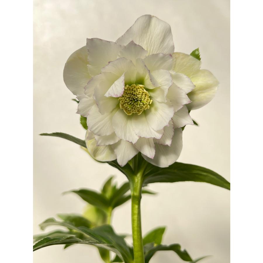 クリスマスローズ 開花苗 201 紫式部 : 花郷園 KAGOEN NURSERY