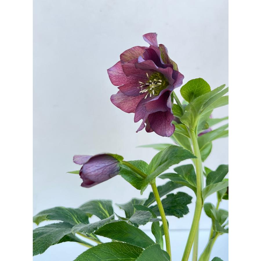 クリスマスローズ 開花確認株 232 レッドサン 花はついていません : 花