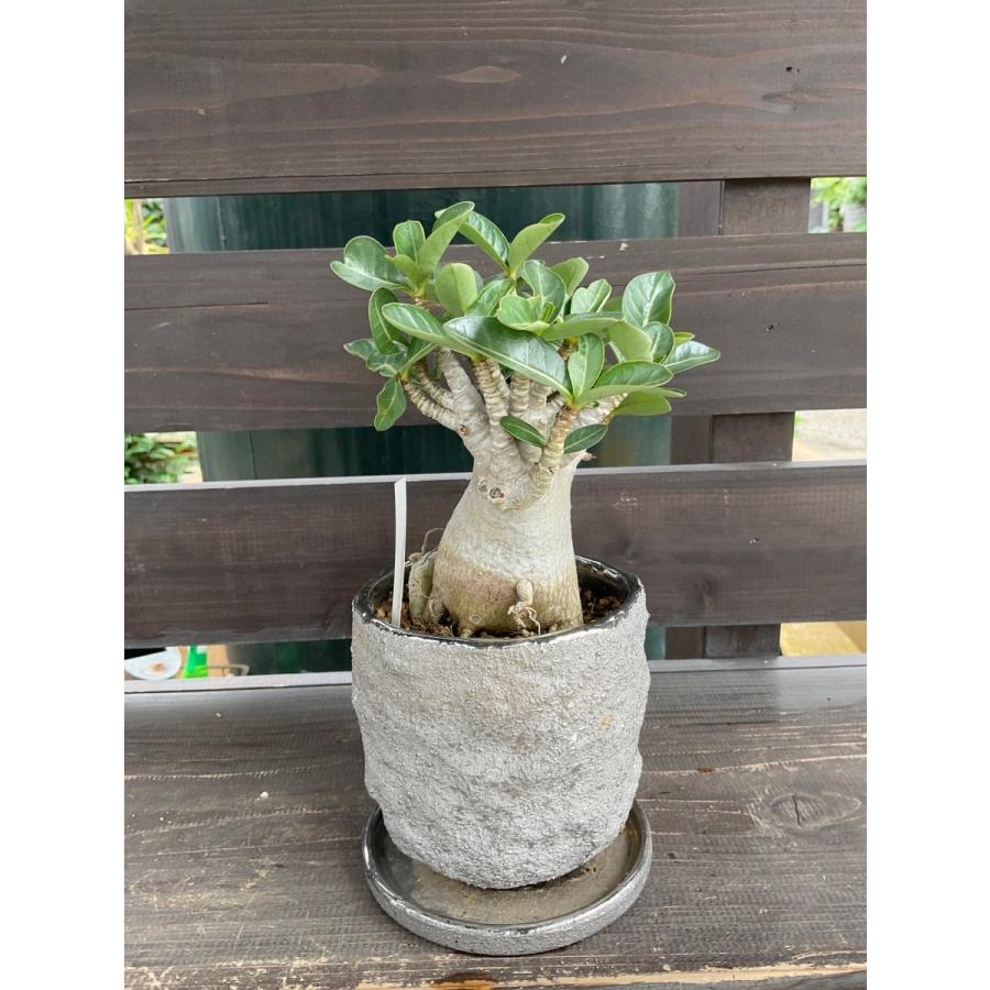 7 現品 アデニウム ソコトラナム 花郷園 タイ ソコトラナム Nurseryの7 現品 アデニウム ドワーフフォーム