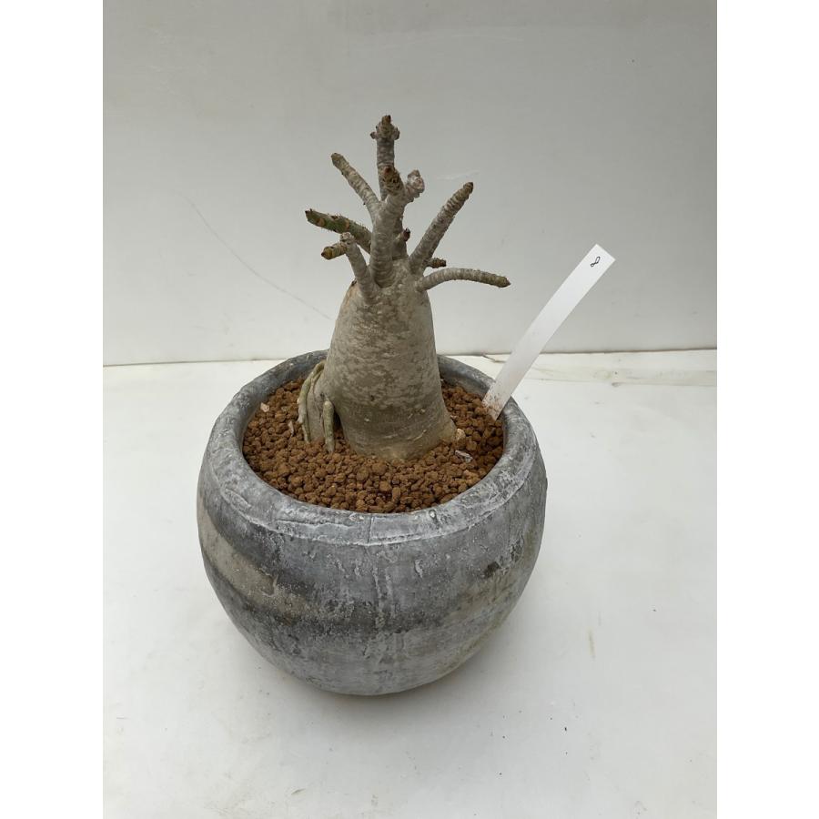 現品 8 アデニウム タイ ソコトラナム Adenium Thai Socotranum 花 ガーデニング サボテン 多肉植物 Ad8 花郷園 Kagoen Nursery 通販 Yahoo ショッピング
