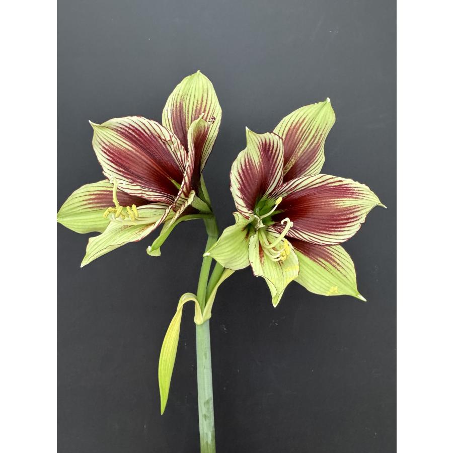 アマリリス 原種 パピリオ : 花郷園 KAGOEN NURSERY - 通販 - Yahoo