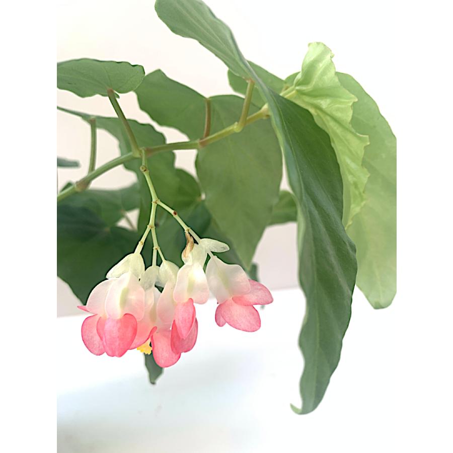 ベゴニア 木立性 あんみつ姫(つる性) Anmitsu Hime B2RM : 花郷