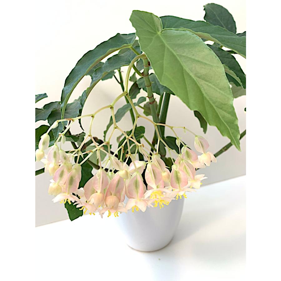 木立性ベゴニア 花霞 Hanagasumi Bg124 花郷園 Kagoen Nursery 通販 Yahoo ショッピング