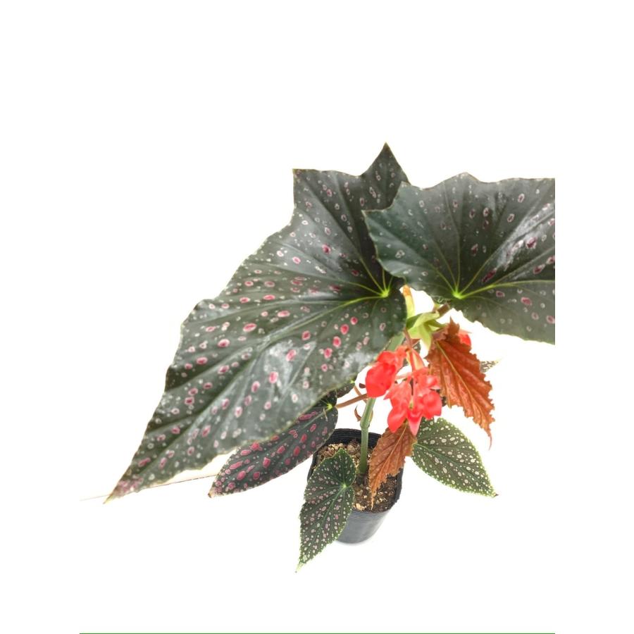 木立性ベゴニア ピンクスポット ルッチェルナ Pink Spot Lucerna Llamaarchitects Co Uk