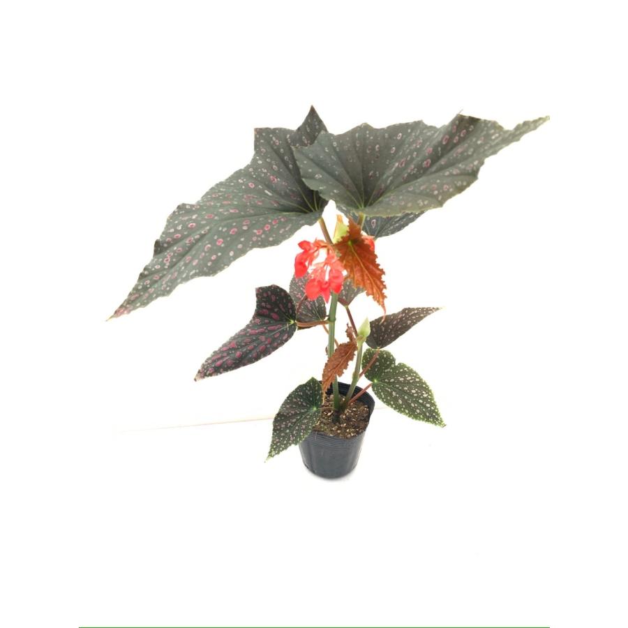 ベゴニア 木立性 ピンクスポット ルツェルナ Pinkspot Lucerna