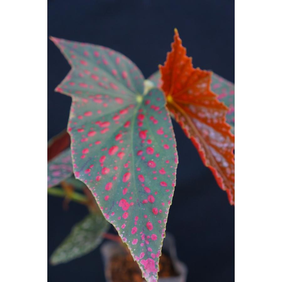 ベゴニア 木立性 ピンクスポット ルツェルナ Pinkspot Lucerna C1LT