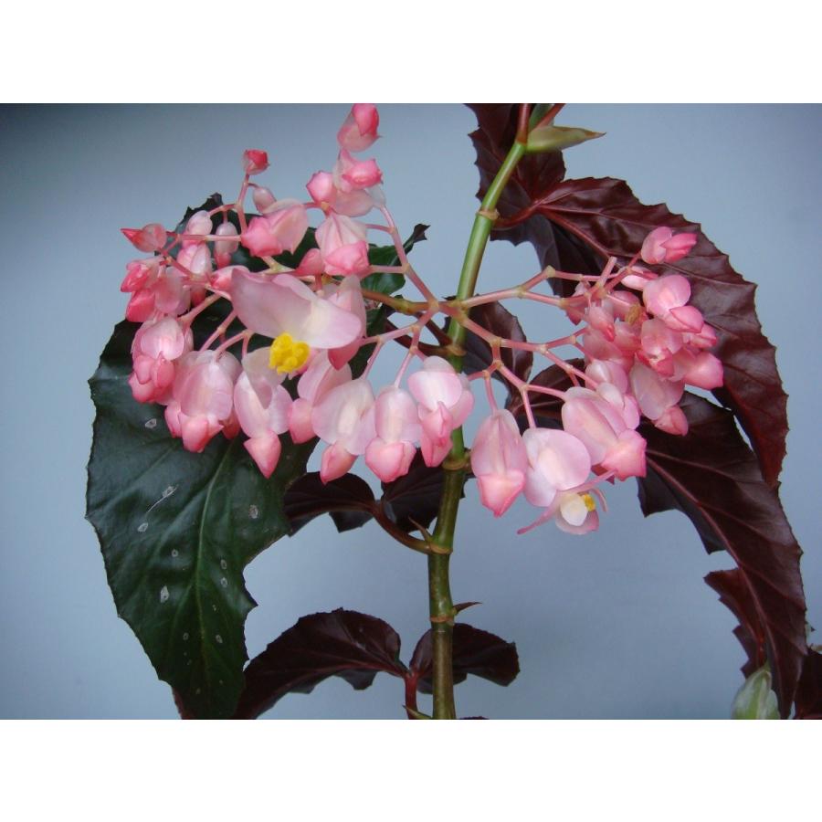 木立性ベゴニア ピンクバーガンディー Pink Burgundy Bg141 花郷園 Kagoen Nursery 通販 Yahoo ショッピング