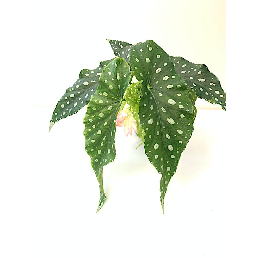 ベゴニア 木立性 フラミンゴクイーン Flamingo Queen A1M : 花郷園