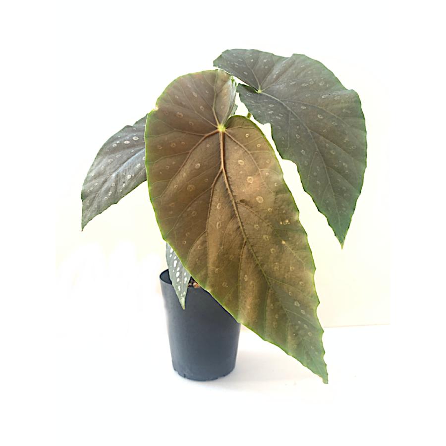 ベゴニア 木立性 プリンセス マサコ（花郷園オリジナル品種） Princess