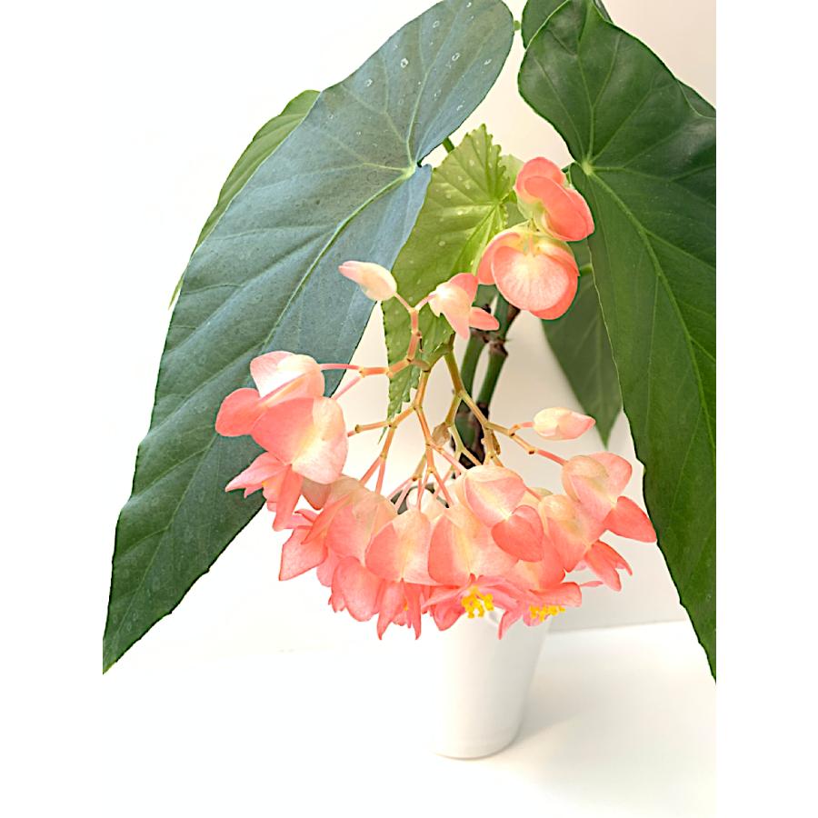 木立性ベゴニア フローレンスルビー Florence Ruby Bg162 花郷園 Kagoen Nursery 通販 Yahoo ショッピング