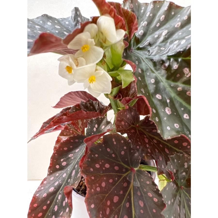 NEW！ベゴニア 木立性 ホワイトフレックルス White Freckles : 花郷園