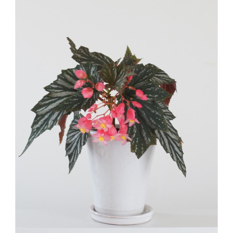 木立性ベゴニア 大型 ラナ Lana Bg3 花郷園 Kagoen Nursery 通販 Yahoo ショッピング