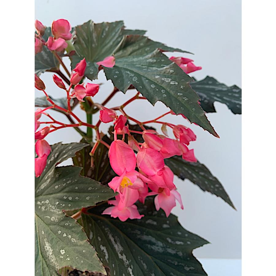 ベゴニア 木立性 ラナ（大型） Lana D2T : 花郷園 KAGOEN NURSERY