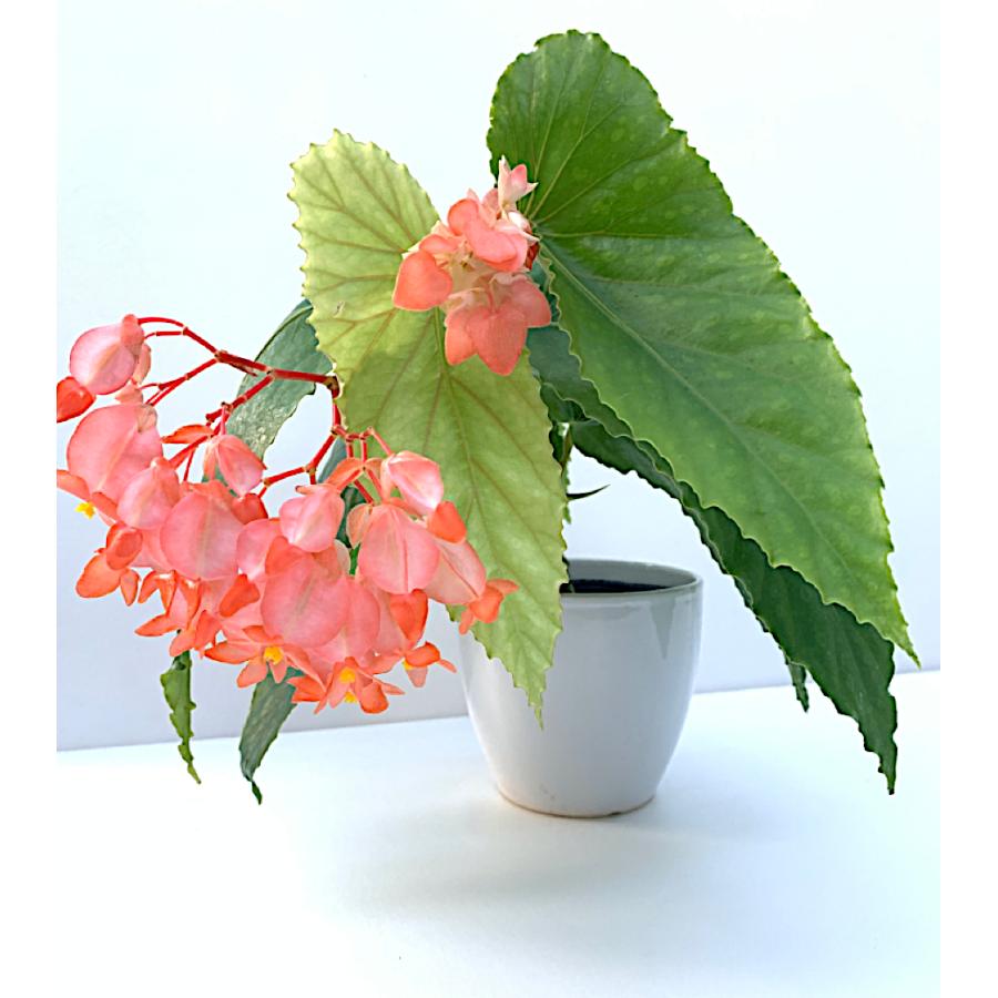 ベゴニア 木立性 リビエラ サンセット（花郷園オリジナル品種