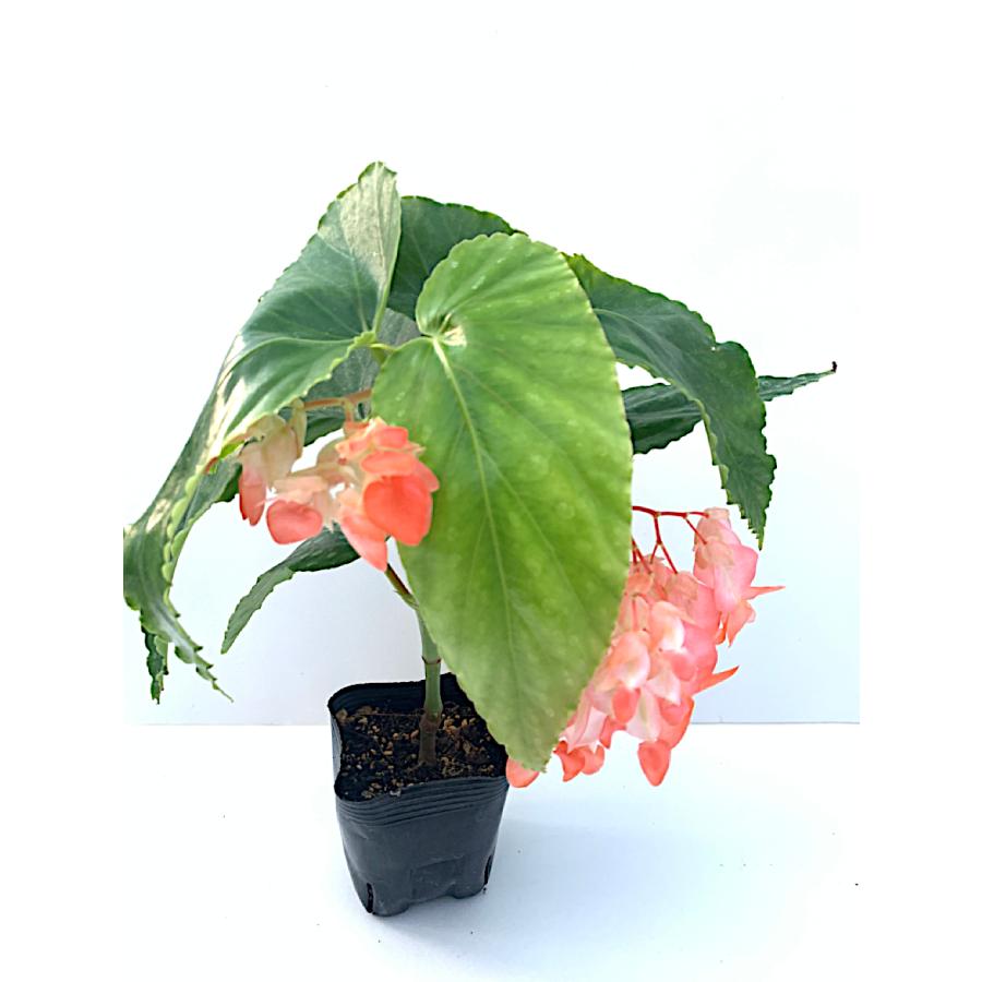ベゴニア 木立性 リビエラ サンセット（花郷園オリジナル品種