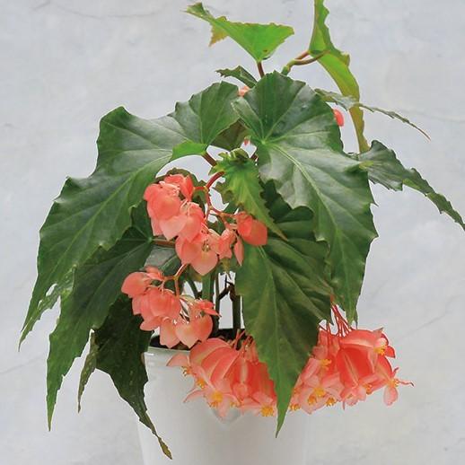 木立性ベゴニア ワンダフル Wonderful Bg218 花郷園 Kagoen Nursery 通販 Yahoo ショッピング