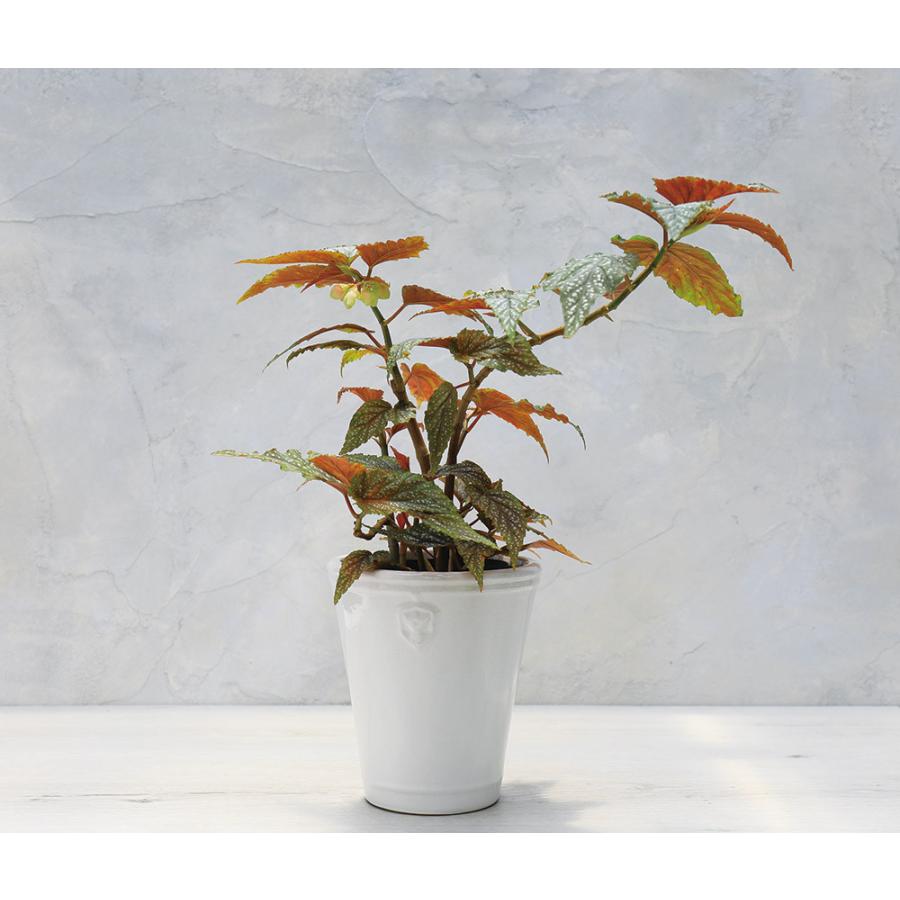 ベゴニア 木立性 アルゲンテア グッタータ Argentea Guttata B2LT : 花