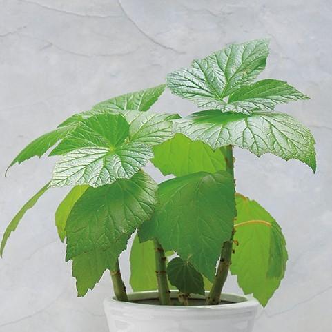 木立性ベゴニア 青柳 Bg224 花郷園 Kagoen Nursery 通販 Yahoo ショッピング