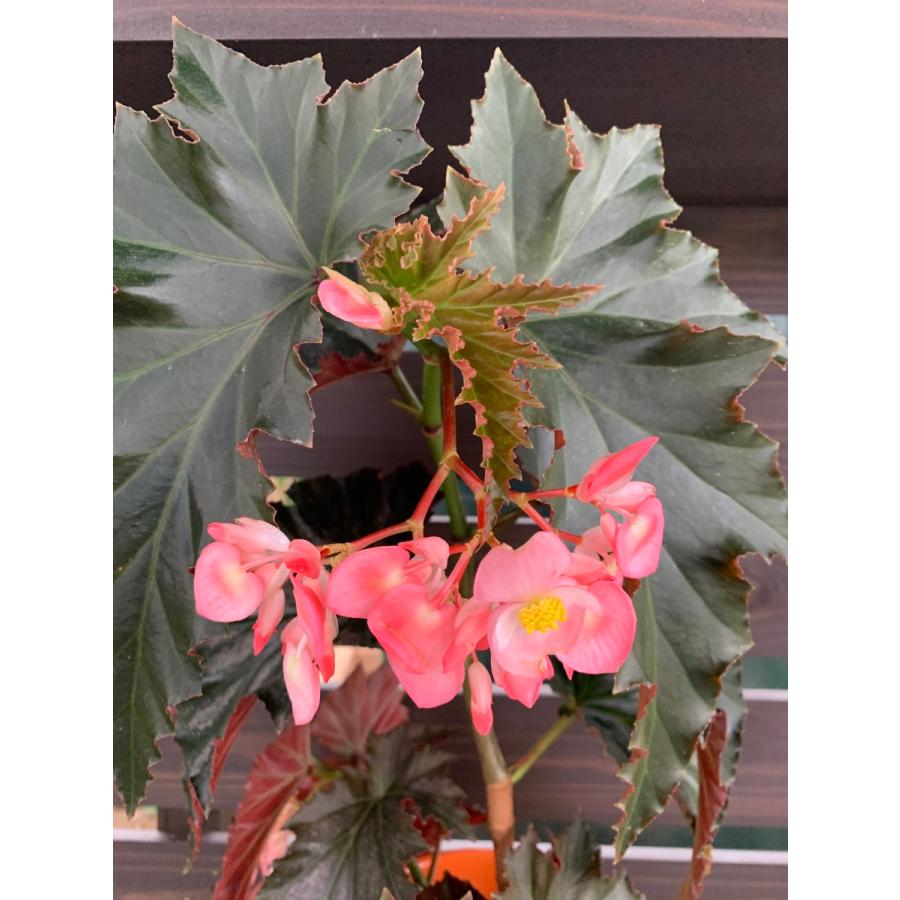 木立性ベゴニア アイリーン ナスirene Nuss Bg2 花郷園 Kagoen Nursery 通販 Yahoo ショッピング