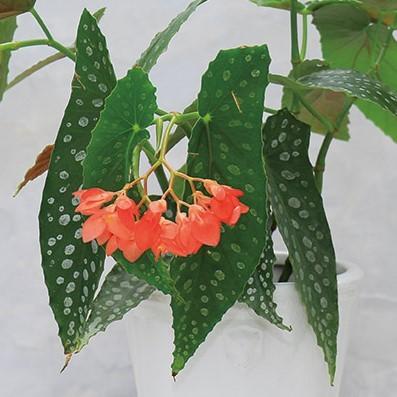 木立性ベゴニア 篝火 高品質 Kagaribi