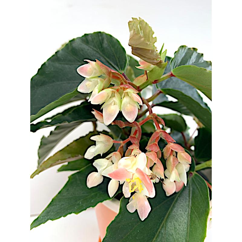 ベゴニア 木立性 河内娘(つる性・日陰向き) Kawachi musume B2RM