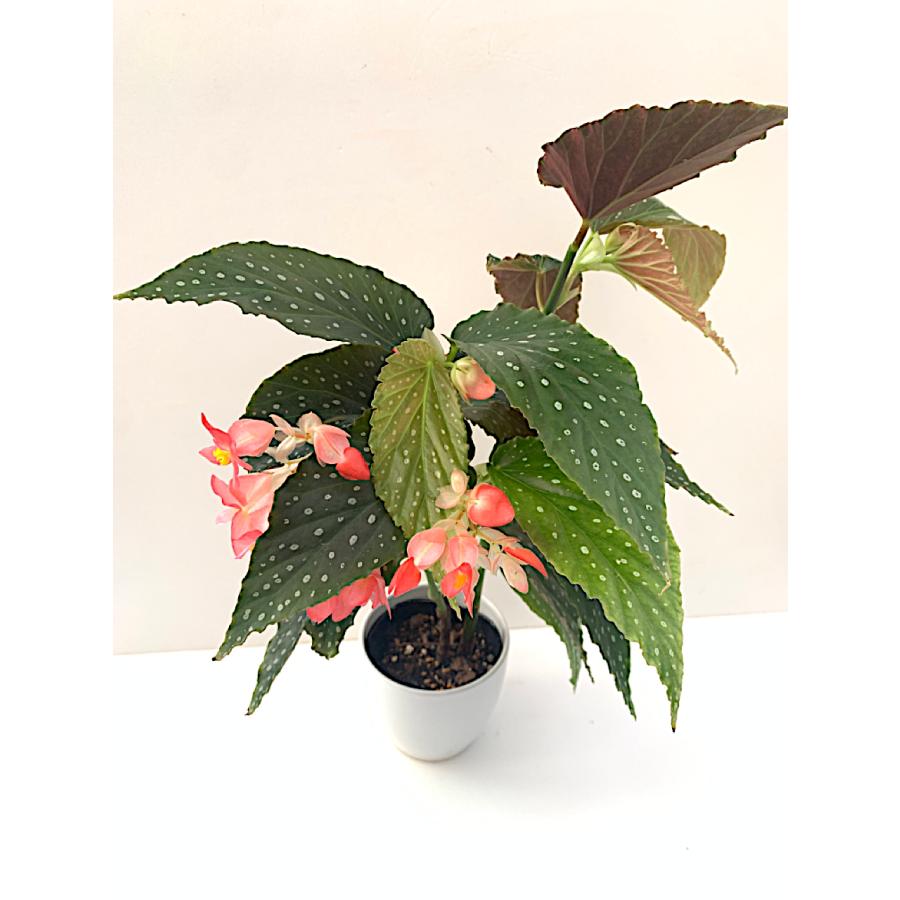 ベゴニア 木立性 ザ ウィズ The Wiz B2RT : 花郷園 KAGOEN NURSERY