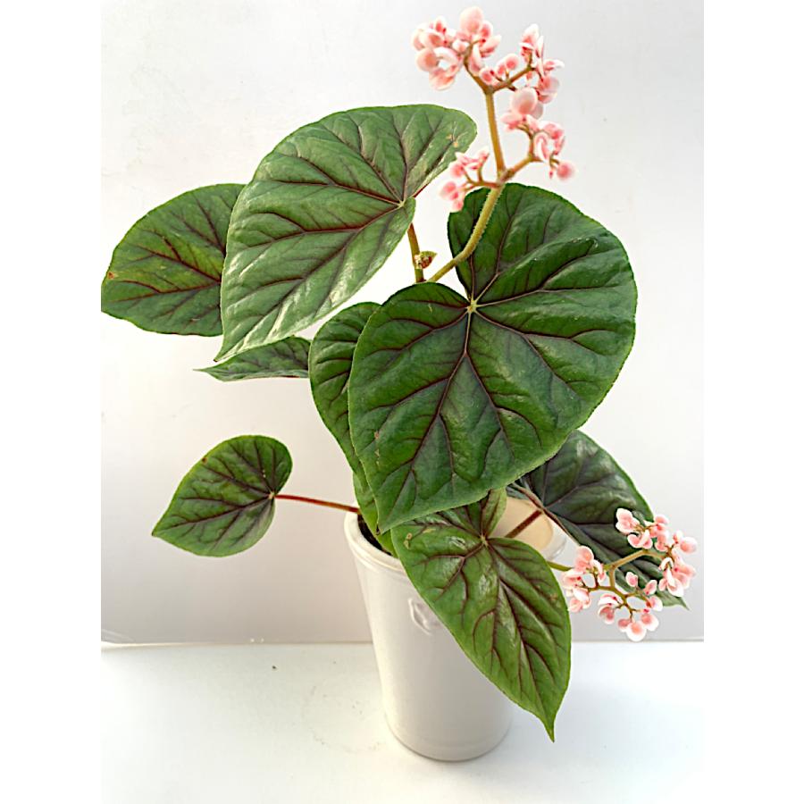 ベゴニア 木立性 サーストニイ Thurstonii D1M : 花郷園 KAGOEN