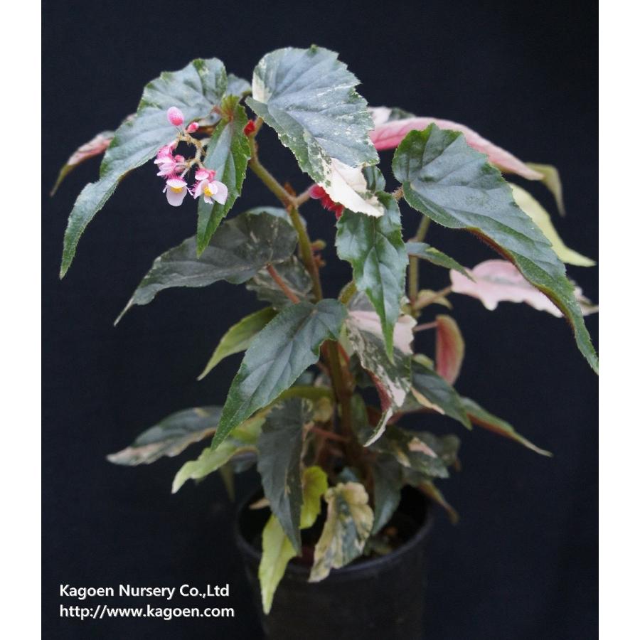 花郷園オリジナル品種 木立性ベゴニア ジニー銀河 Ginny Ginga Bg70 花郷園 Kagoen Nursery 通販 Yahoo ショッピング