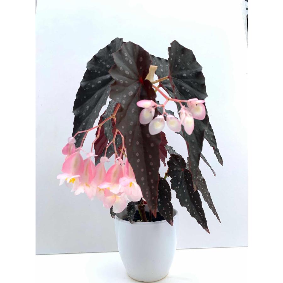 ジャック　立教女学院クラスペーパー カードキャプターさくら PAPER THEATER Wood Style Premium / PT