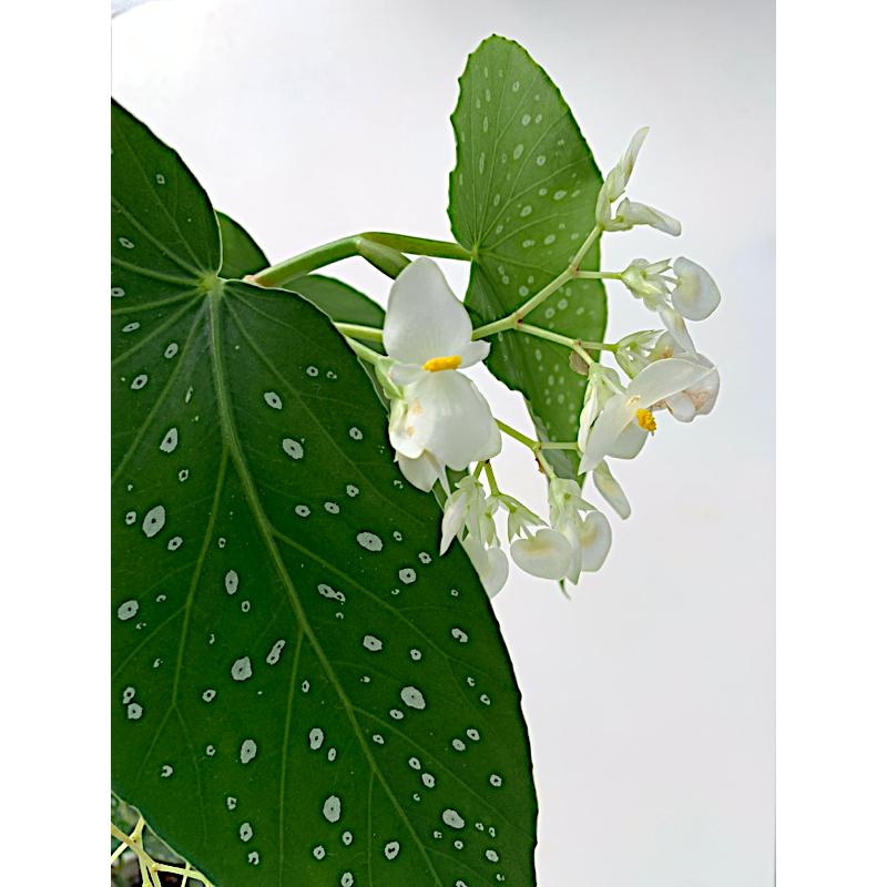 ベゴニア 木立性 そよ風 Soyokaze C2LT : 花郷園 KAGOEN NURSERY 