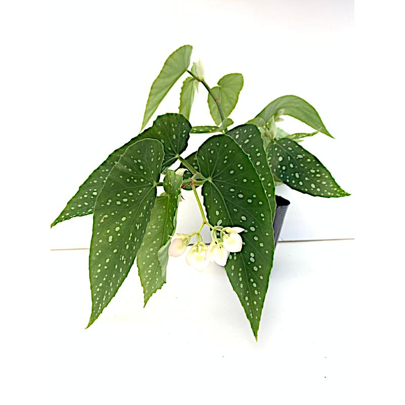 ベゴニア 木立性 そよ風 Soyokaze C2LT : 花郷園 KAGOEN NURSERY