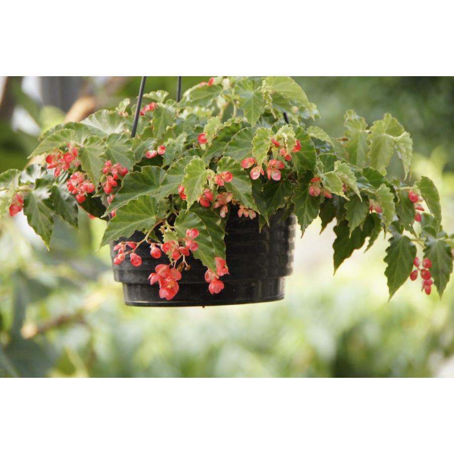 ベトナム産　美麗タマムシ　42mm ディーラー絶賛!極美/特大! ミンダナオアトラス WD♂102.7mm