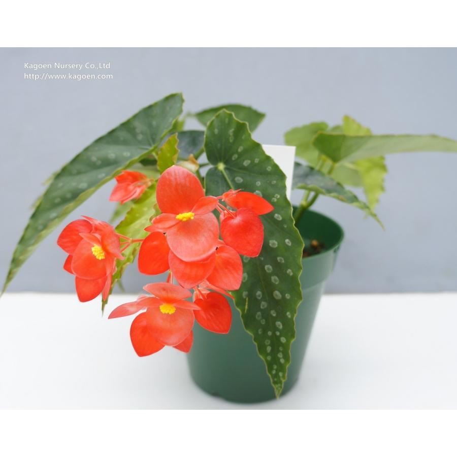 ベゴニア　木立性　ダイヤモンド ルブラ(花郷園オリジナル品種)　Diamond Rubra A2M（Yahoo!・花郷園 KAGOEN NURSERY）